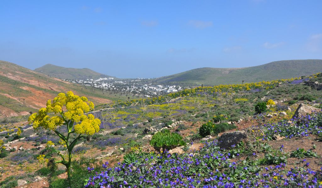 Blossoms in Spring – Mykonos Weather