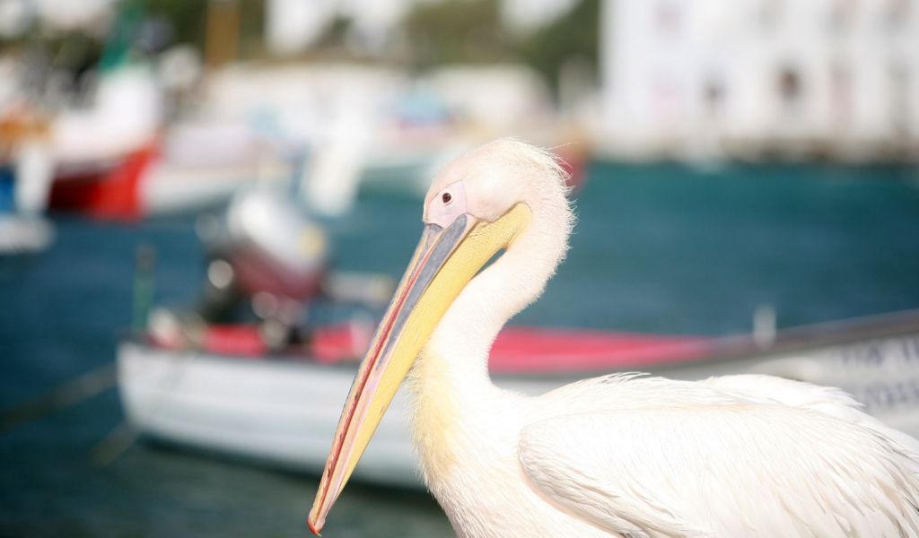 The famous Pelican of Mykonos Town in Greece